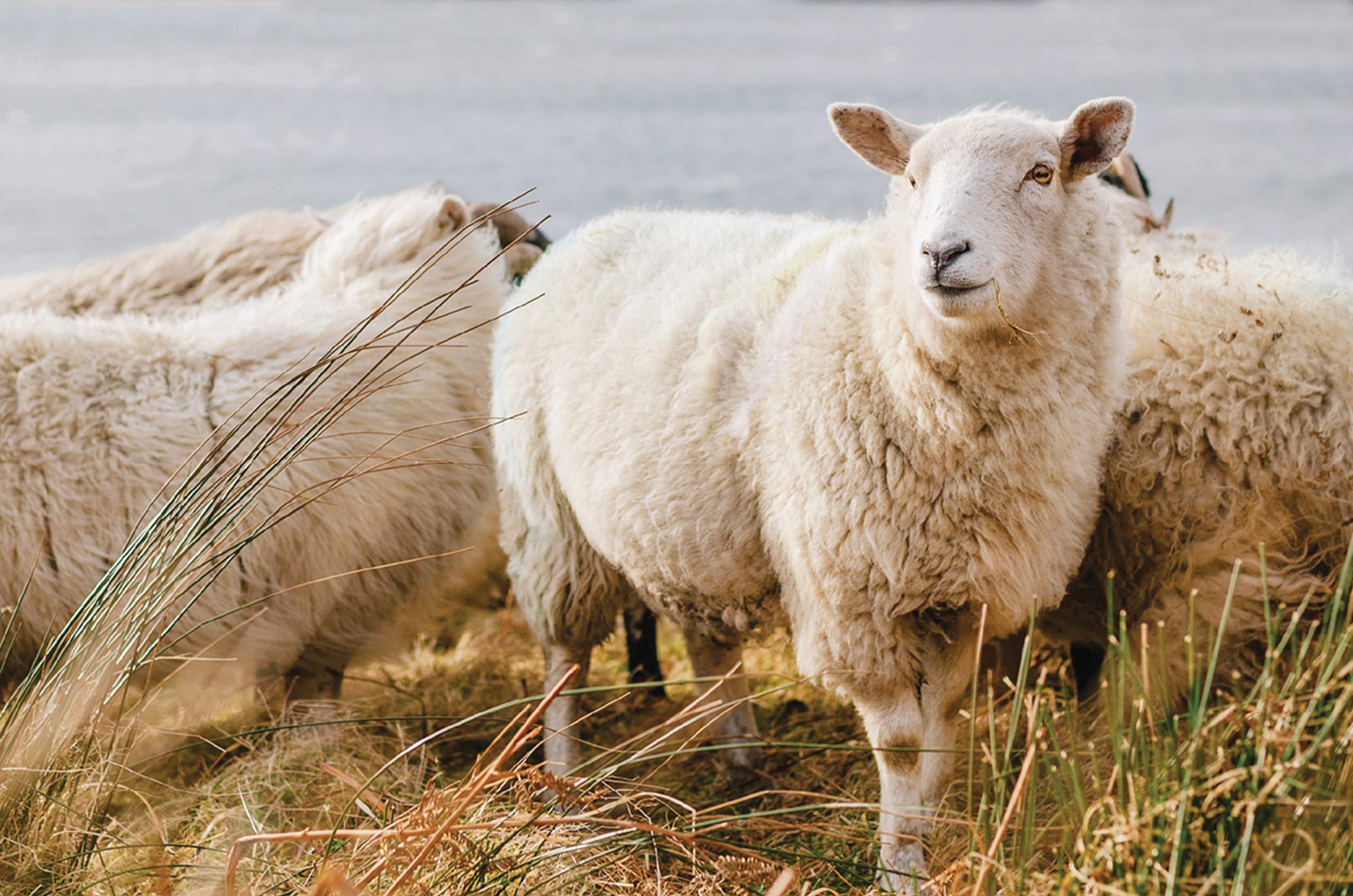 Obrázok článku: Matrace z prírodných materiálov Westieri – na čom zaspávate?