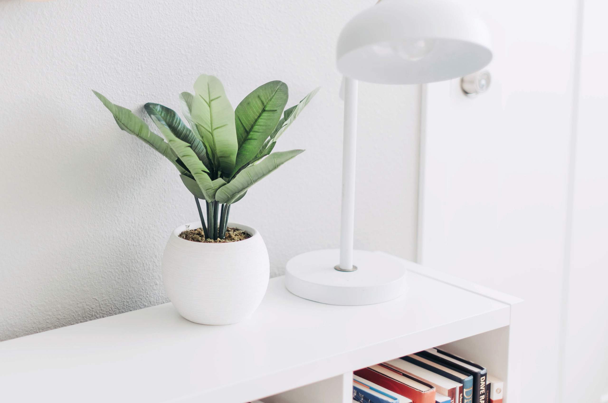 Obrázok článku: Ktoré izbové rastliny si vybrať do spálne?